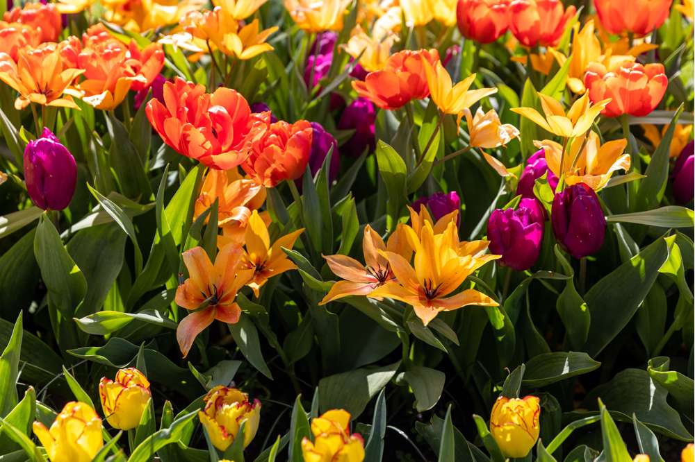 Botanisk Tulipan 'Praestans Shogun'